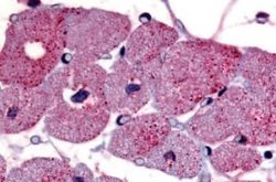 GPR175 Antibody, Novus Biologicals 50 &mu;g | Buy Online | Novus Biologicals | Fisher Scientific